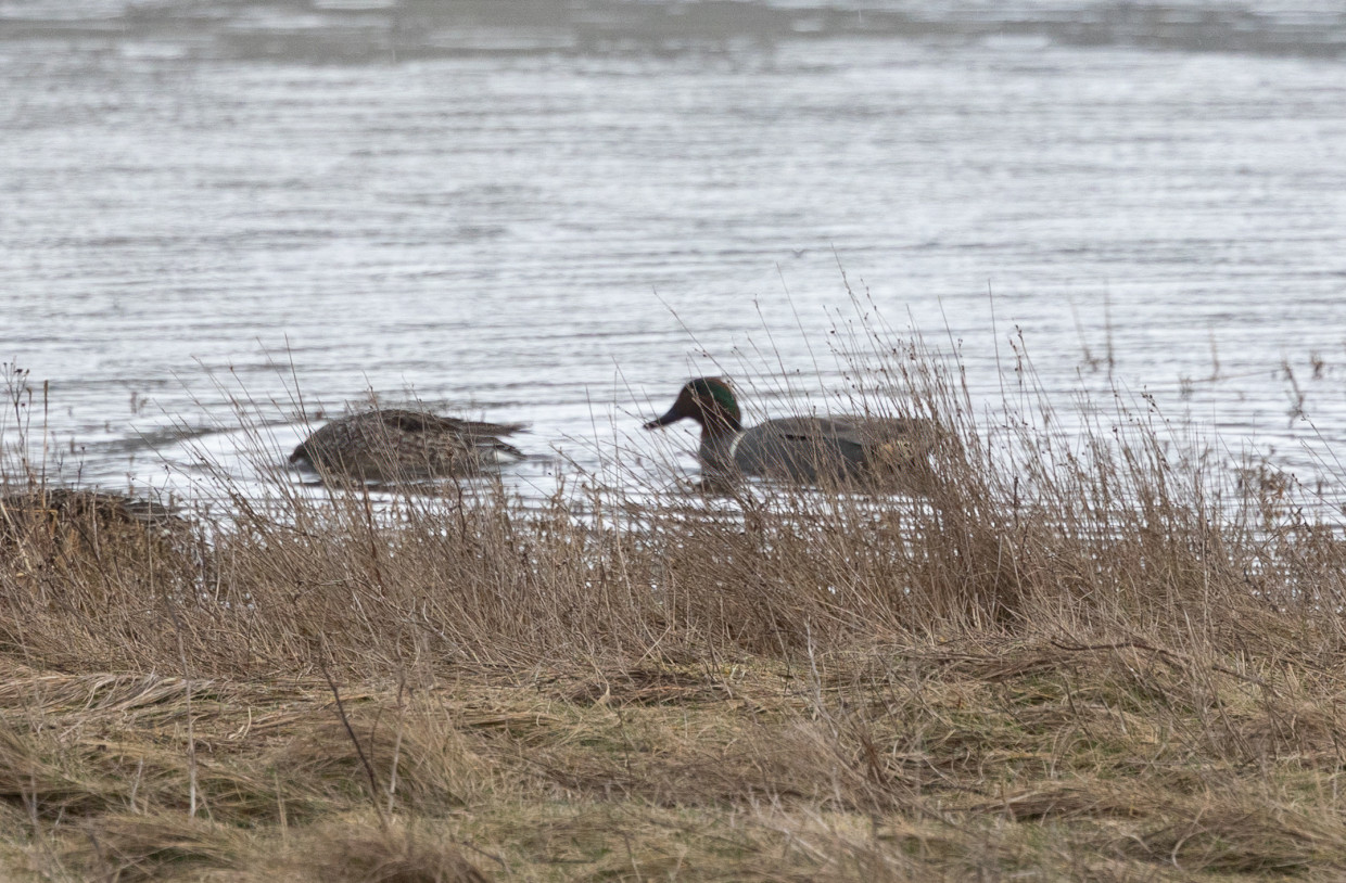 Green-winged Teal, 1/500 sec, f/7.1, 500 mm, ISO 1250