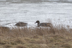 Green-winged Teal, 1/500 sec, f/7.1, 500 mm, ISO 1250