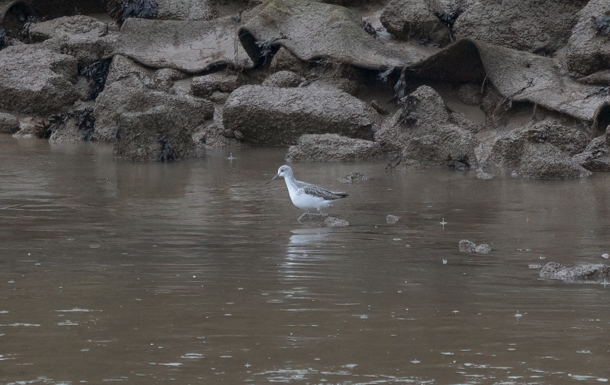 Greenshank, 1/500 sec, f/7.1, 472 mm, ISO 2500
