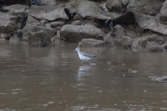 Greenshank, 1/500 sec, f/7.1, 472 mm, ISO 2500