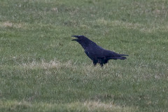Raven, 1/500 sec, f/7.1, 500 mm, ISO 2500