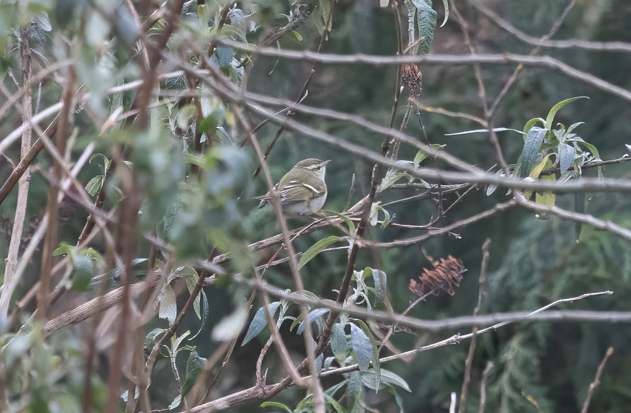 Yellow-browed Warbler , 1/640 sec, f/7.1, 500 mm, ISO 6400