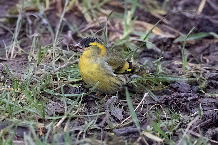 Siskin-, 1/500 sec, f/7.1, 500 mm, ISO 16000