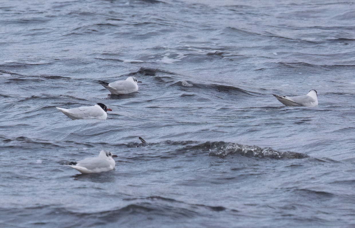 Mediterranean Gull, 1/2000 sec, f/7.1, 500 mm, ISO 2500