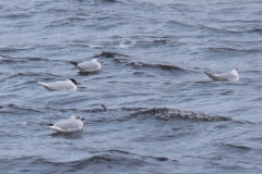 Mediterranean Gull, 1/2000 sec, f/7.1, 500 mm, ISO 2500