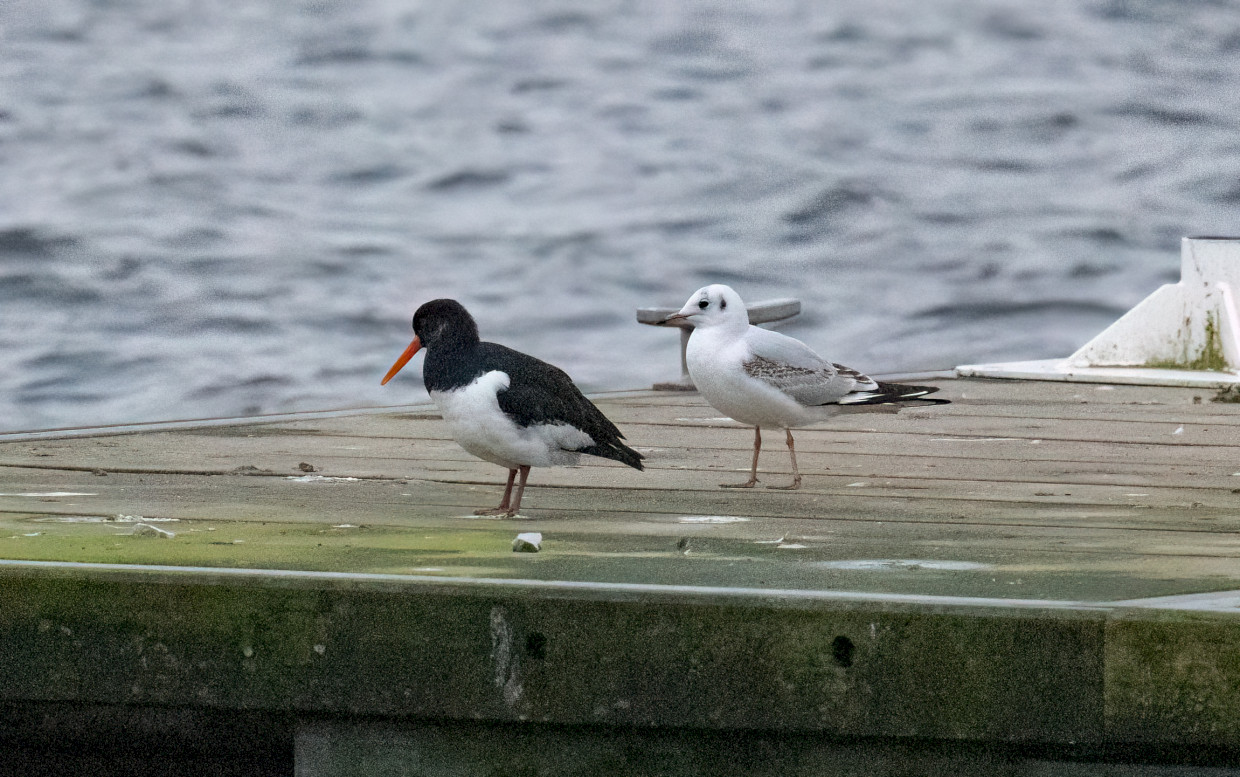 Oystercatcher, 1/2500 sec, f/7.1, 500 mm, ISO 25600
