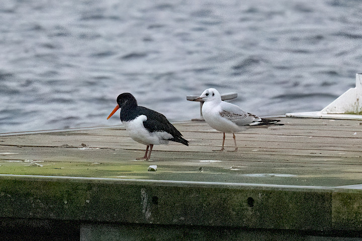 Oystercatcher, 1/2500 sec, f/7.1, 500 mm, ISO 25600