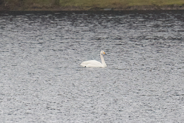 Whooper Swan, 1/640 sec, f/7.1, 500 mm, ISO 3200