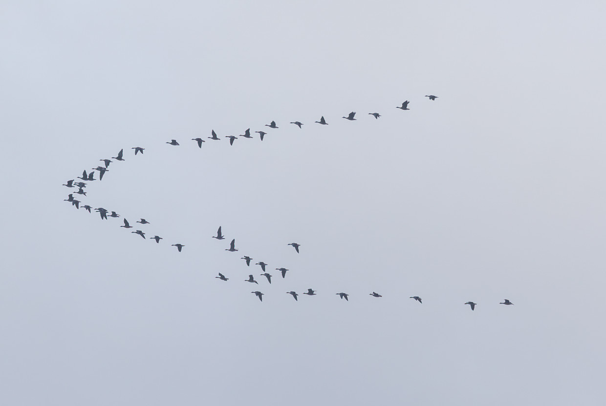 Pinkfeet, 1/500 sec, f/7.1, 500 mm, ISO 100