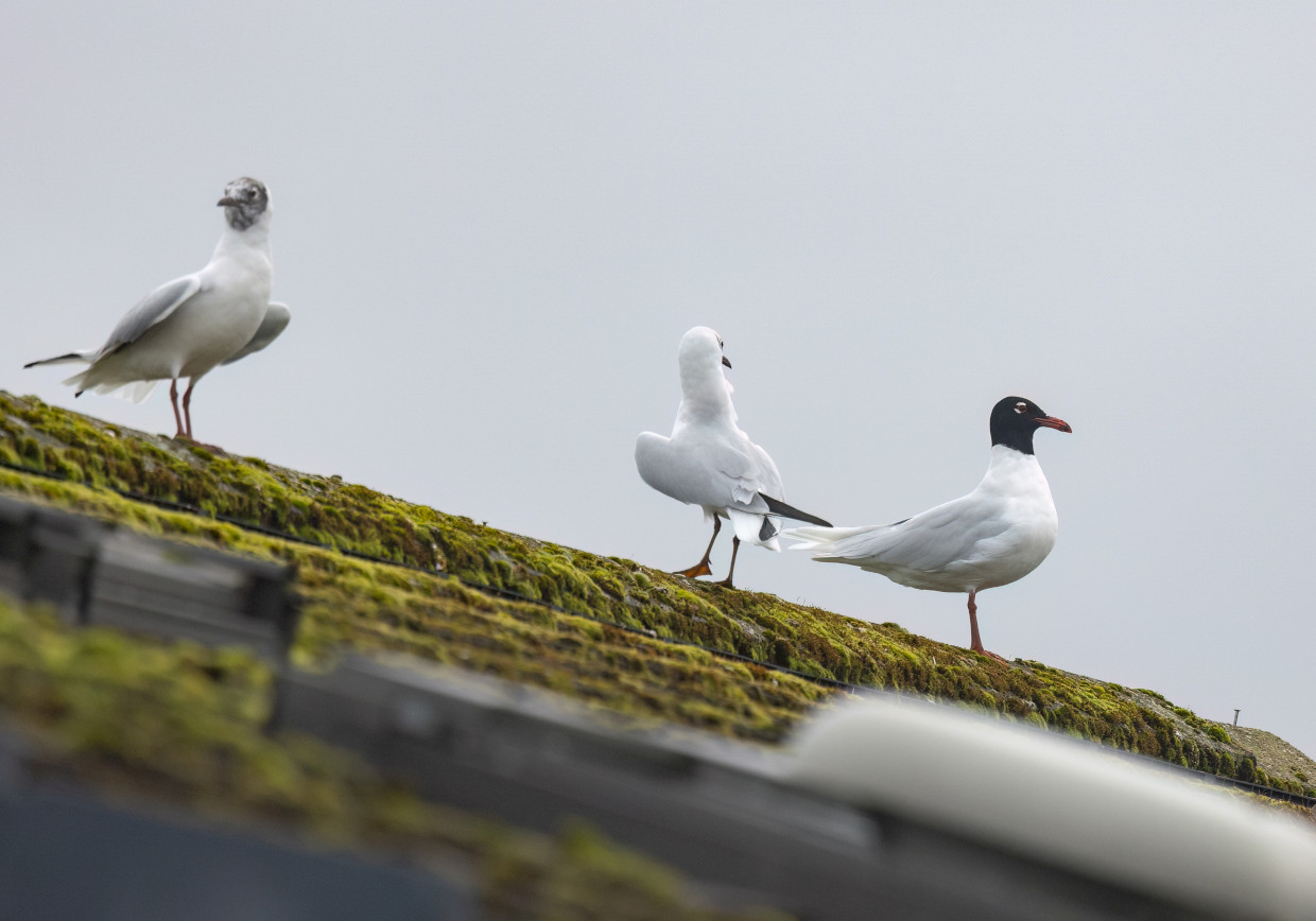 Mediterranean Gull, 1/640 sec, f/7.1, 500 mm, ISO 400