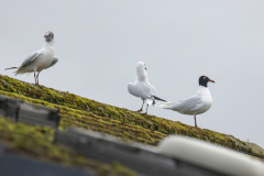 Mediterranean Gull, 1/640 sec, f/7.1, 500 mm, ISO 400
