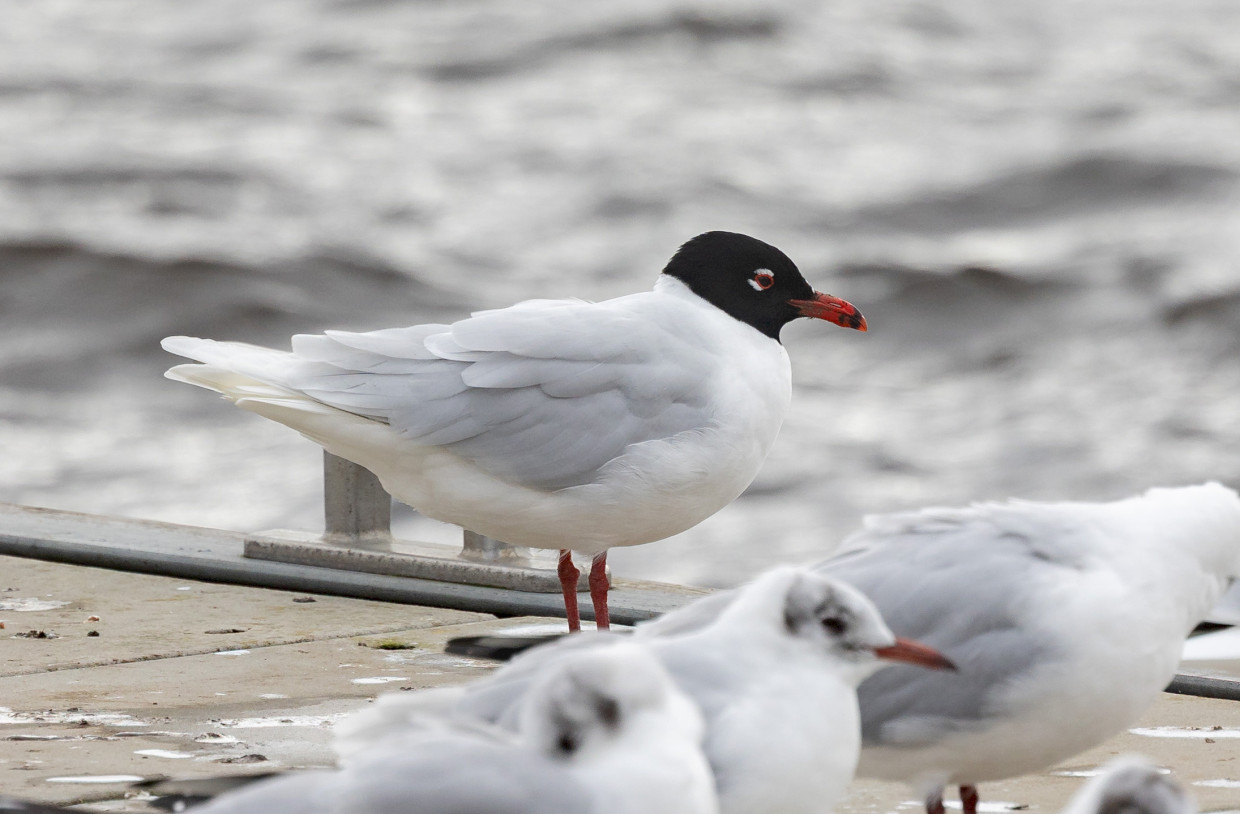 Mediterranean Gull , 1/640 sec, f/7.1, 500 mm, ISO 400