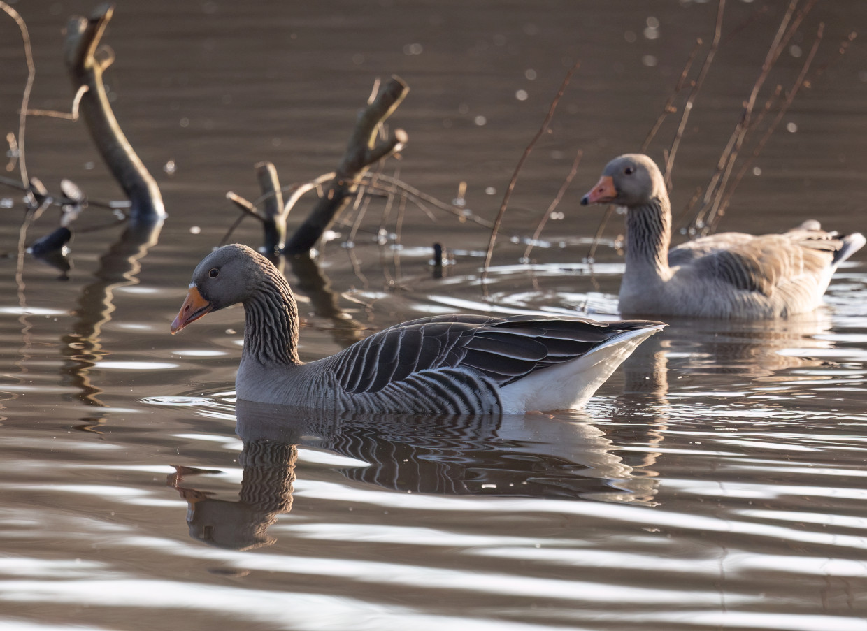 Greylag Geese, 1/640 sec, f/7.1, 500 mm, ISO 500