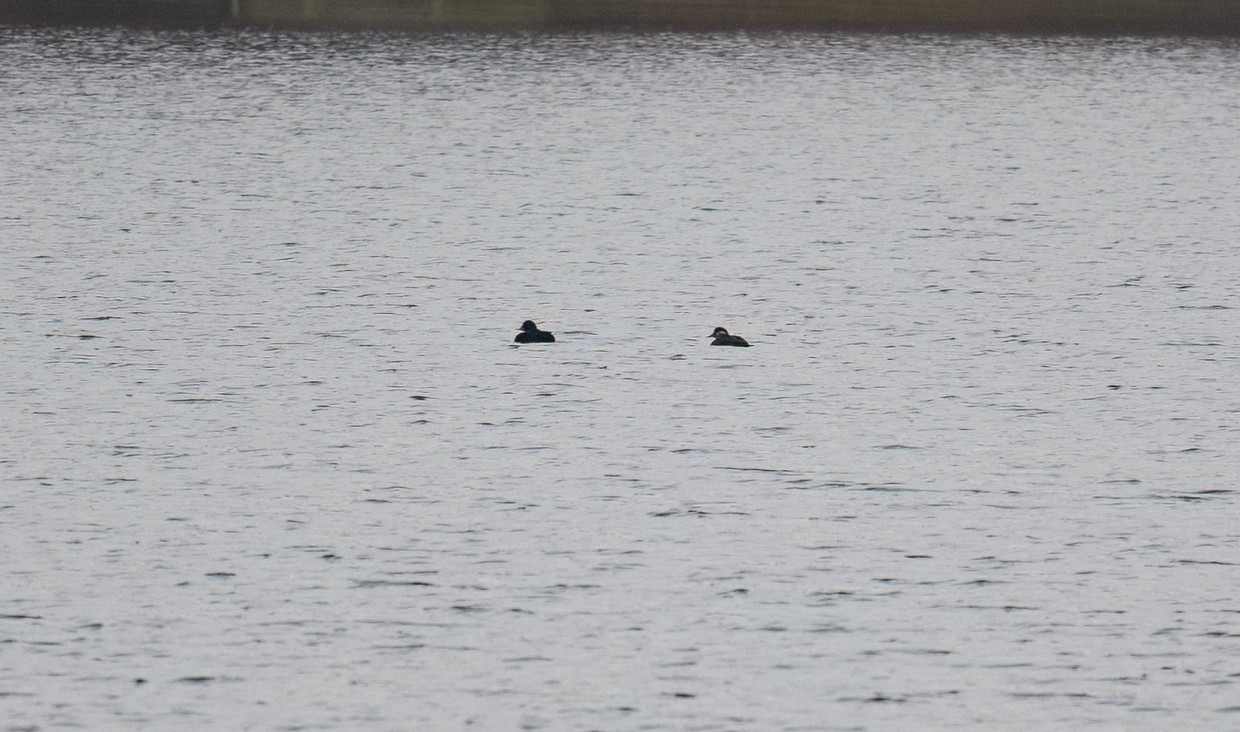 Common Scoter, 1/500 sec, f/7.1, 500 mm, ISO 640