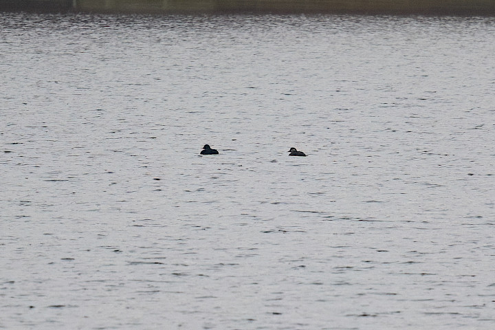 Common Scoter, 1/500 sec, f/7.1, 500 mm, ISO 640