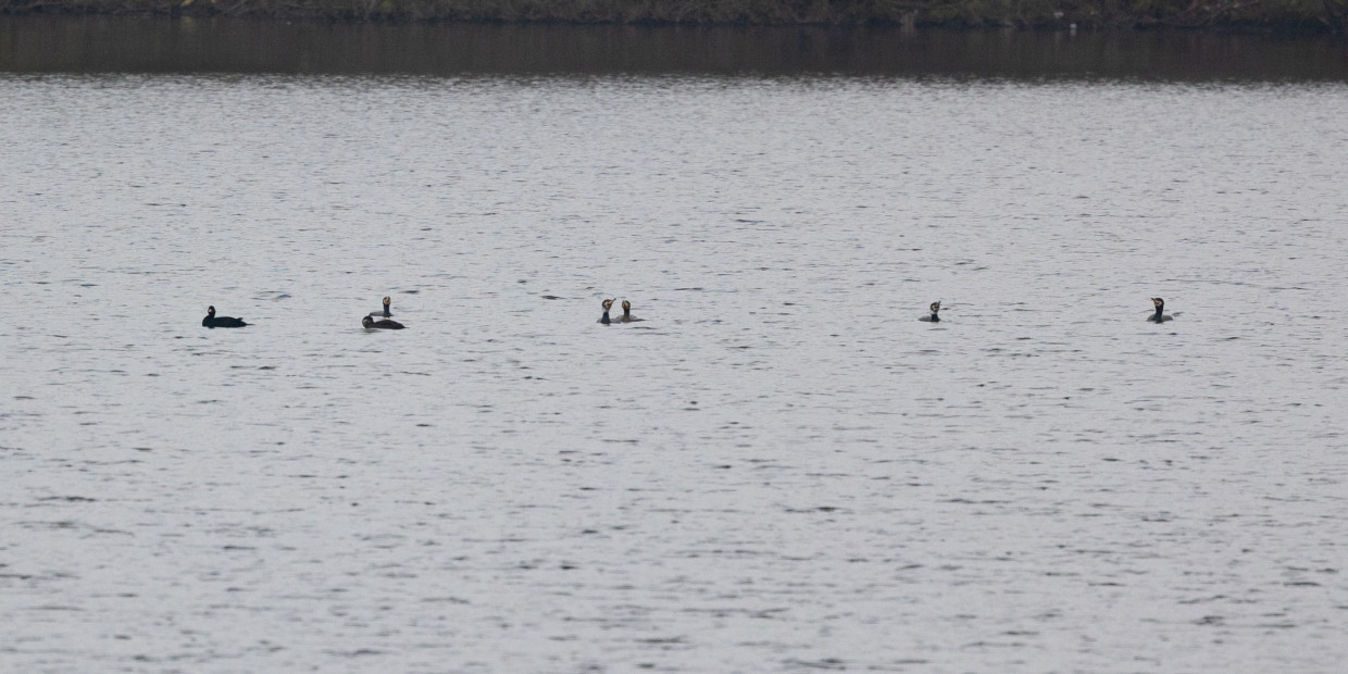 Drake Common Scoter And Cormorants, 1/640 sec, f/7.1, 500 mm, ISO 640