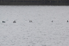 Drake Common Scoter And Cormorants, 1/640 sec, f/7.1, 500 mm, ISO 640