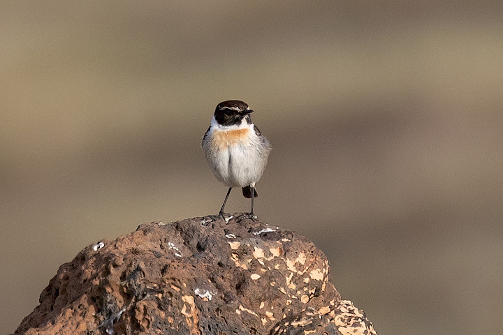 Canary Islands Stonechat-, 1/2000 sec, f/6.3, 428 mm, ISO 800